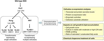 Ameliorating the Metabolic Burden of the Co-expression of Secreted Fungal Cellulases in a High Lipid-Accumulating Yarrowia lipolytica Strain by Medium C/N Ratio and a Chemical Chaperone